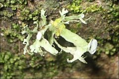 Ramalina inflata