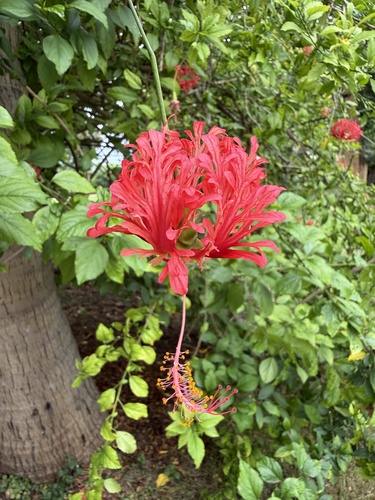 Spider Hibiscus