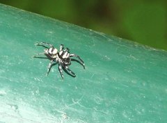 Phintella accentifera