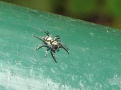 Phintella accentifera