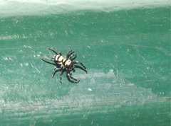 Phintella accentifera