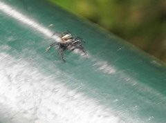 Phintella accentifera