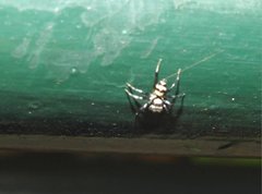 Phintella accentifera