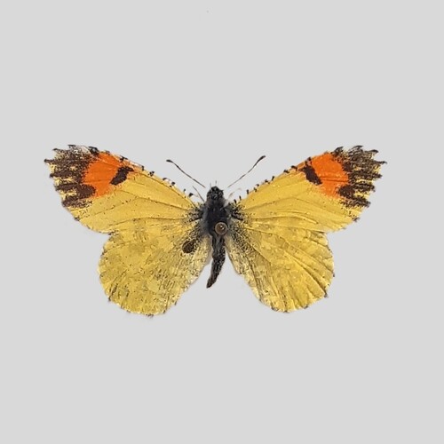 Desert Orangetip photo 5