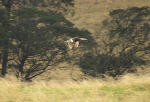iNaturalist image