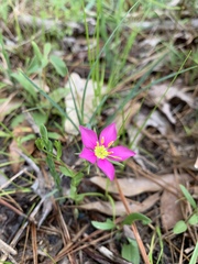 Sabatia campestris