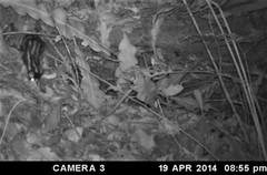 Spilogale angustifrons