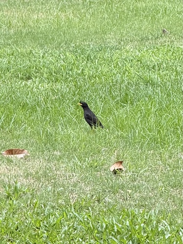 Great Myna