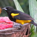 Black-cowled Oriole - Photo (c) Mike Leveille, some rights reserved (CC BY-NC), uploaded by Mike Leveille
