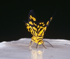Dysphania bivexillata