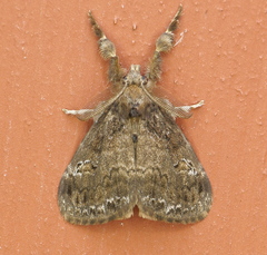 Orgyia detrita