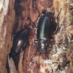 Tarpela micans