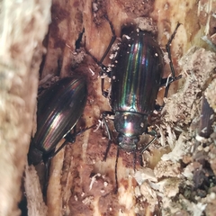 Tarpela micans