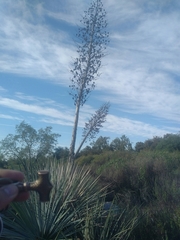 Hesperoyucca