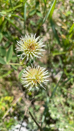 Trifolium montanum