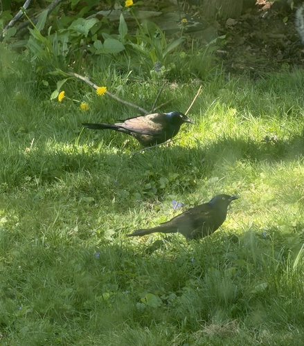 Common Grackle