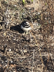 Charadrius vociferus