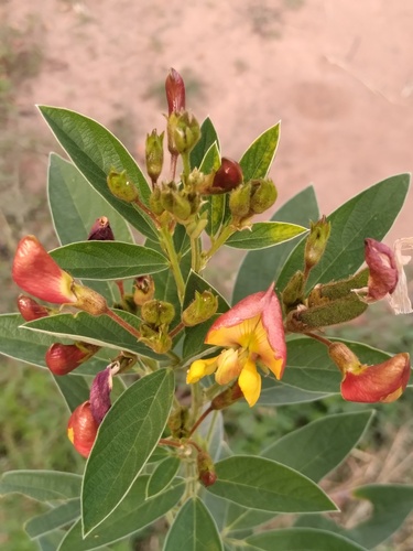 Pigeon Pea