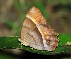 Taygetis thamyra
