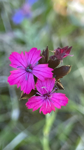 Dianthus carthusianorum