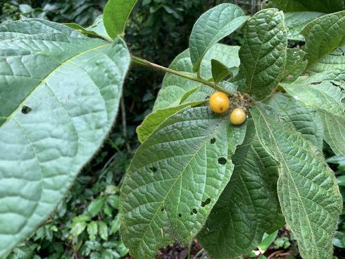 Cordia nodosa