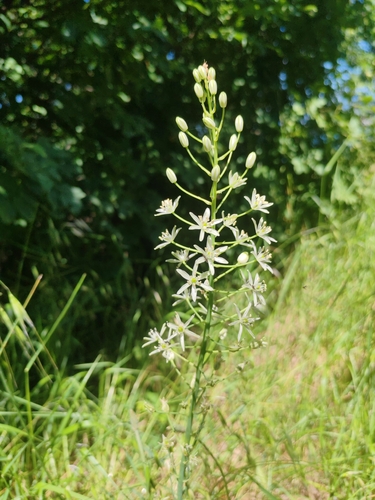 Ornithogalum sphaerocarpum, photograph 1