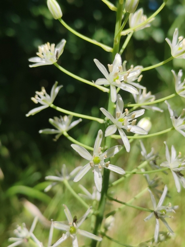 Ornithogalum sphaerocarpum, photograph 2