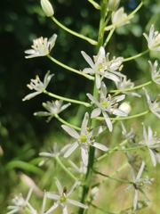 Ornithogalum sphaerocarpum, photograph (c) Ljaž, some rights reserved (CC BY)
