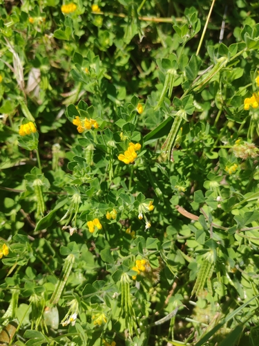 Lotus ornithopodioides, photograph 3