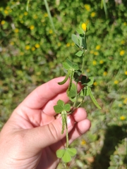 Lotus ornithopodioides, photograph (c) Ljaž, some rights reserved (CC BY)
