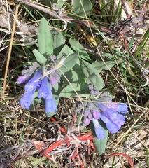 Mertensia oblongifolia