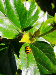 Harmonia axyridis