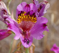 Alstroemeria magnifica
