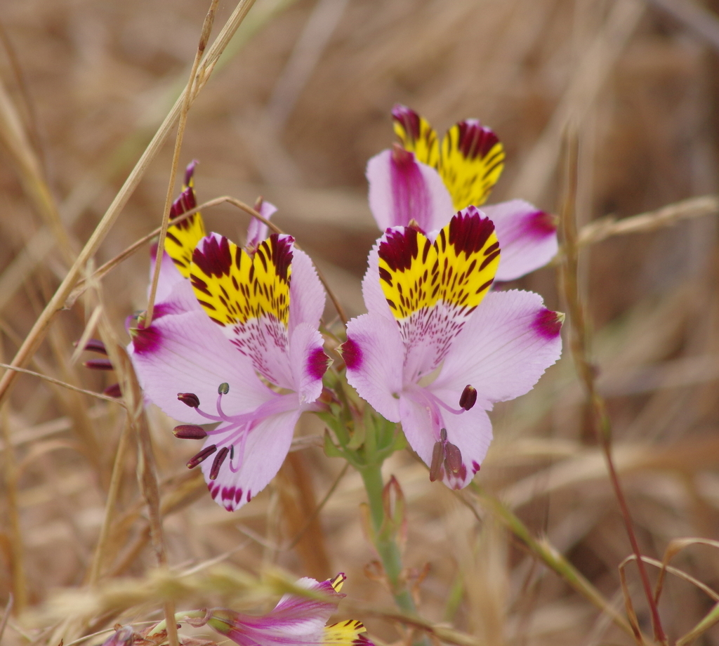 Mariposa del campo