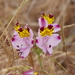 Alstroemeria pulchra - Photo (c) charif_tala,  זכויות יוצרים חלקיות (CC BY-NC)