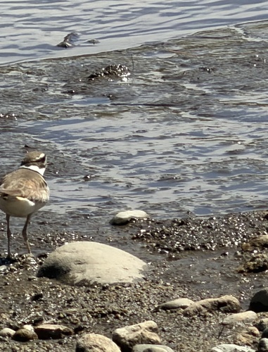 Killdeer