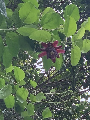 Winged-Stem Passion Flower