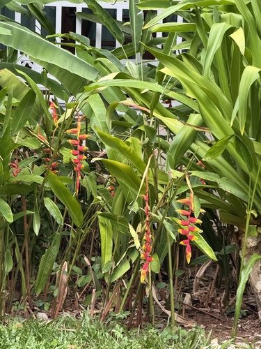 Hanging Lobster Claw Heliconia