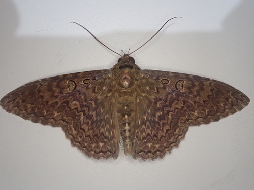 Letis alauda