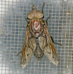 Tabanus proximus