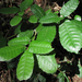 Notholithocarpus densiflorus - Photo (c) randomtruth, alguns direitos reservados (CC BY-NC-SA)