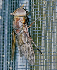 Tabanus proximus