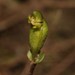 Disperis bodkinii - Photo (c) Brian du Preez, algunos derechos reservados (CC BY-SA), subido por Brian du Preez