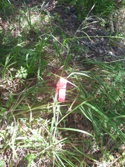 Bromus laevipes