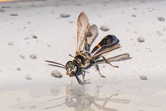 Trypoxylon collinum rubrocinctum