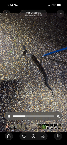 Northern Cottonmouth