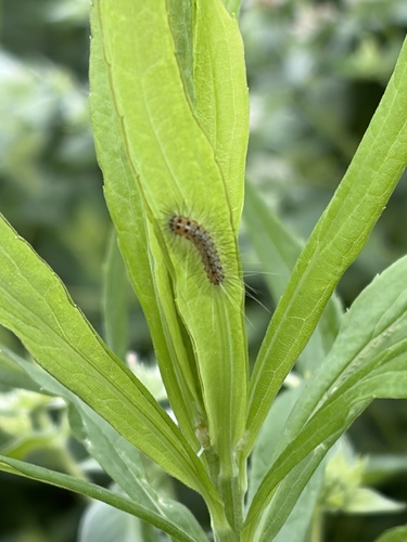 Estigmene acrea photographed on goldenrod