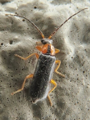 Rhagonycha