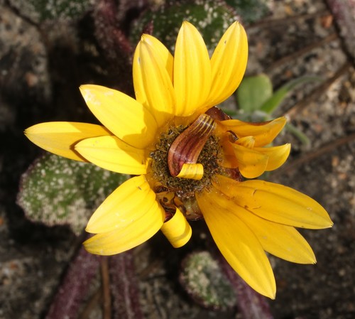 Image of Arctotis angustifolia by (c) Brian du Preez, some rights reserved (CC BY-SA)