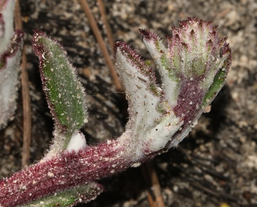 Image of Arctotis angustifolia by (c) Brian du Preez, some rights reserved (CC BY-SA)